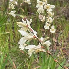 Tritonia gladiolaris at Dalton, NSW - 23 Oct 2024 11:55 AM