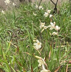 Tritonia gladiolaris at Dalton, NSW - 23 Oct 2024 11:55 AM