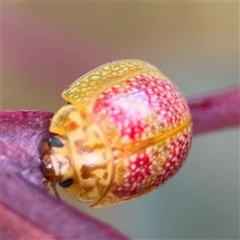 Paropsisterna fastidiosa (Eucalyptus leaf beetle) at Campbell, ACT - 22 Oct 2024 by Hejor1