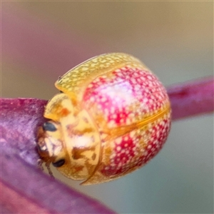 Paropsisterna fastidiosa at Campbell, ACT - 22 Oct 2024