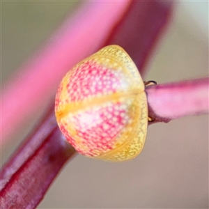 Paropsisterna fastidiosa at Campbell, ACT - 22 Oct 2024