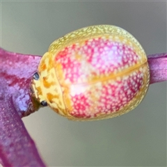 Paropsisterna fastidiosa at Campbell, ACT - 22 Oct 2024