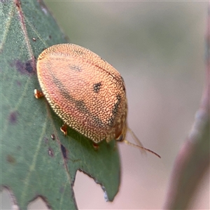 Paropsis atomaria at Campbell, ACT - 22 Oct 2024