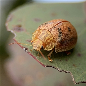 Paropsis atomaria at Campbell, ACT - 22 Oct 2024