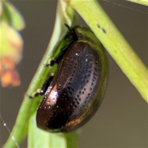 Chrysolina quadrigemina at Campbell, ACT - 22 Oct 2024