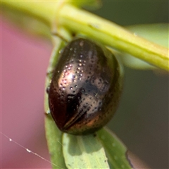 Chrysolina quadrigemina at Campbell, ACT - 22 Oct 2024