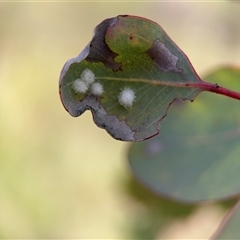 Glycaspis sp. (genus) (Unidentified sugary lerp) at Campbell, ACT - 22 Oct 2024 by Hejor1