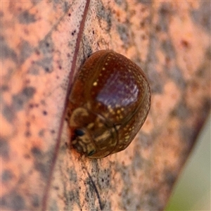 Paropsisterna cloelia at Campbell, ACT - 22 Oct 2024