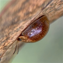 Paropsisterna cloelia at Campbell, ACT - 22 Oct 2024