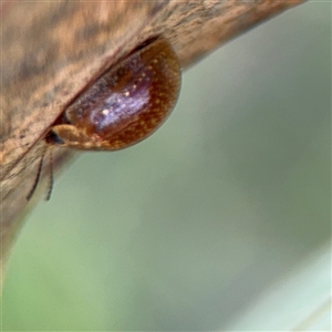 Paropsisterna cloelia at Campbell, ACT - 22 Oct 2024