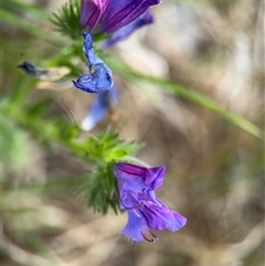 Echium plantagineum (Paterson's Curse) at Campbell, ACT - 22 Oct 2024 by Hejor1