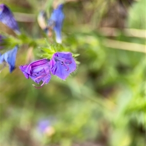 Echium plantagineum at Campbell, ACT - 22 Oct 2024