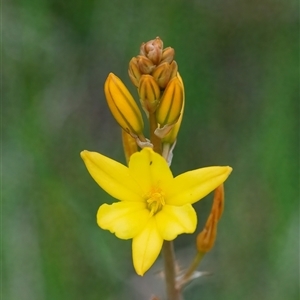 Bulbine bulbosa at Googong, NSW - 23 Oct 2024 02:21 PM