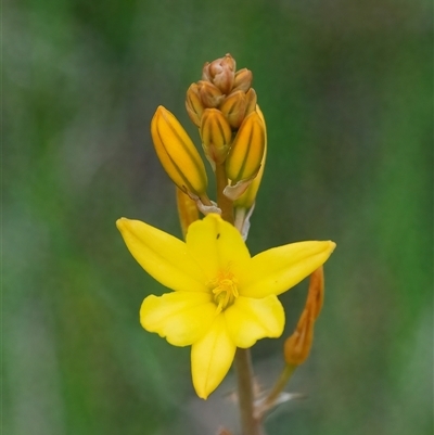 Bulbine bulbosa (Golden Lily, Bulbine Lily) at Googong, NSW - 23 Oct 2024 by WHall