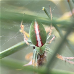 Araneus talipedatus (Slender green orb-weaver) at Ngunnawal, ACT - 19 Oct 2024 by Hejor1