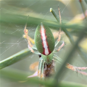 Araneus talipedatus at Ngunnawal, ACT - 19 Oct 2024