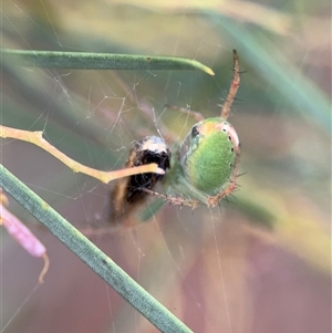 Araneus talipedatus at Ngunnawal, ACT - 19 Oct 2024