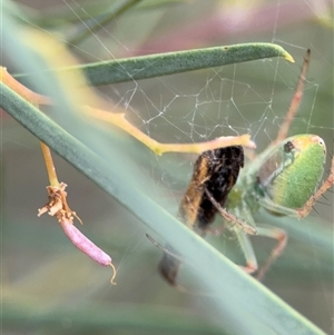 Araneus talipedatus at Ngunnawal, ACT - 19 Oct 2024