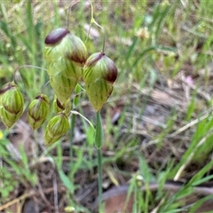 Briza maxima (Quaking Grass, Blowfly Grass) at Campbell, ACT - 22 Oct 2024 by Hejor1