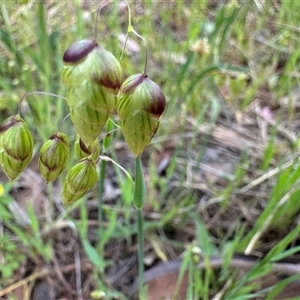 Briza maxima at Campbell, ACT - 22 Oct 2024