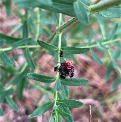 Oechalia schellenbergii (Spined Predatory Shield Bug) at Fraser, ACT - 22 Oct 2024 by Rosie