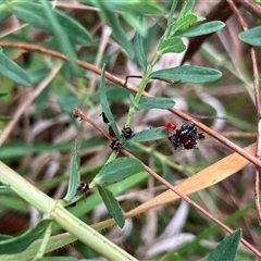 Oechalia schellenbergii at Fraser, ACT - 23 Oct 2024 10:24 AM