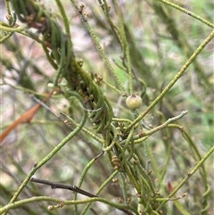 Cassytha glabella (Slender Devil's Twine) at Dalton, NSW - 23 Oct 2024 by JaneR