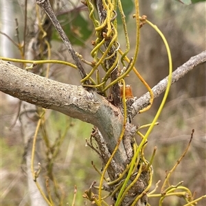 Cassytha glabella at Dalton, NSW - 23 Oct 2024