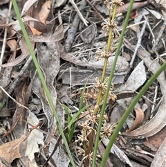 Lomandra multiflora (Many-flowered Matrush) at Dalton, NSW - 23 Oct 2024 by JaneR