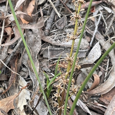 Lomandra multiflora (Many-flowered Matrush) at Dalton, NSW - 23 Oct 2024 by JaneR