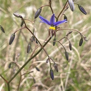 Dianella revoluta var. revoluta at Dalton, NSW - 23 Oct 2024