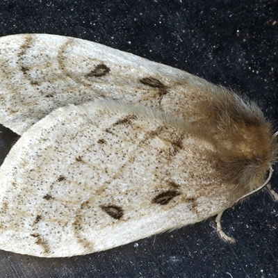 Anthela ocellata (Eyespot Anthelid moth) at Rosedale, NSW - 21 Oct 2024 by jb2602