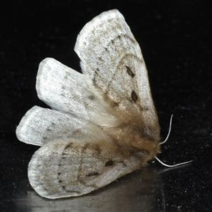 Anthela ocellata at Rosedale, NSW - 21 Oct 2024