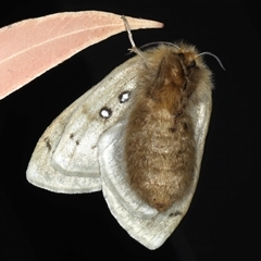 Anthela ocellata at Rosedale, NSW - 21 Oct 2024