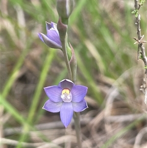 Thelymitra peniculata at Dalton, NSW - suppressed