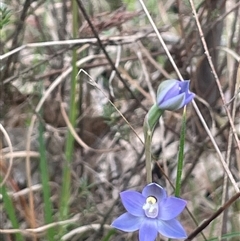 Thelymitra peniculata at Dalton, NSW - suppressed