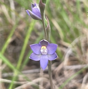 Thelymitra peniculata at Dalton, NSW - suppressed
