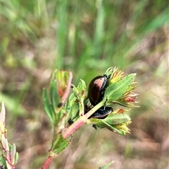 Chrysolina quadrigemina (Greater St Johns Wort beetle) at Fraser, ACT - 23 Oct 2024 by Rosie