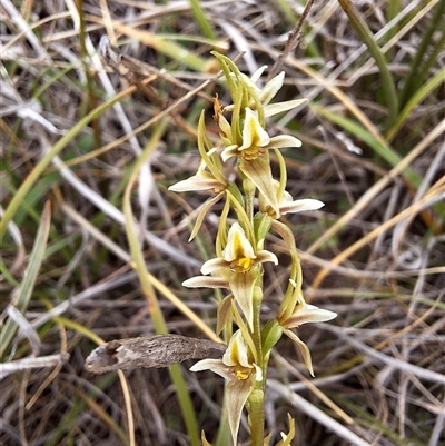 Prasophyllum petilum (Tarengo Leek Orchid) at Boorowa, NSW - 15 Oct 2024 by forest17178