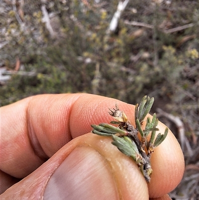 Unidentified Other Shrub at Windellama, NSW - 22 Oct 2024 by forest17178