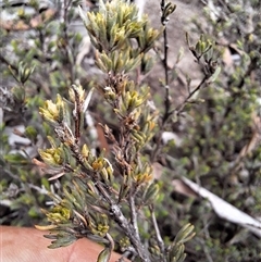 Kunzea juniperoides at suppressed - suppressed