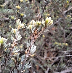 Kunzea juniperoides at suppressed - suppressed