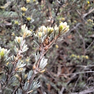 Kunzea juniperoides at suppressed - suppressed