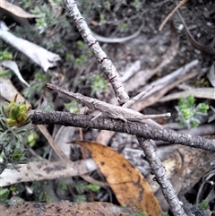 Heide amiculi (Heath Matchstick) at Windellama, NSW - 22 Oct 2024 by forest17178