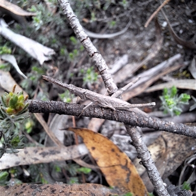 Heide amiculi (Heath Matchstick) at Windellama, NSW - 23 Oct 2024 by forest17178