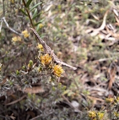 Heide amiculi at Windellama, NSW - suppressed