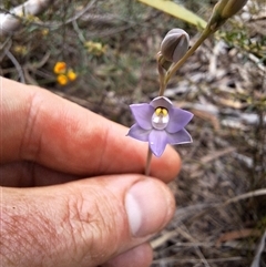 Thelymitra peniculata (Blue Star Sun-orchid) at Windellama, NSW - 23 Oct 2024 by forest17178