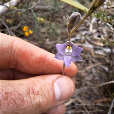 Thelymitra peniculata (Blue Star Sun-orchid) at Windellama, NSW - 23 Oct 2024 by forest17178