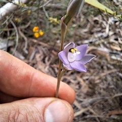 Thelymitra peniculata at Windellama, NSW - suppressed