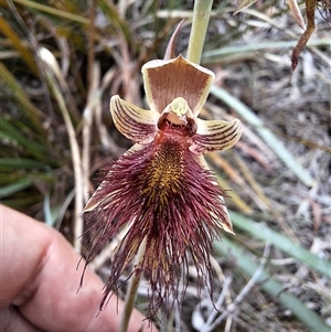 Calochilus paludosus at Windellama, NSW - suppressed